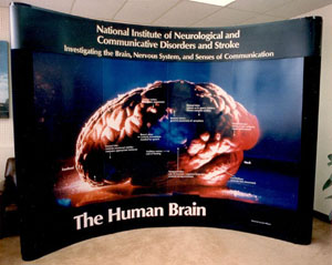 4-Panel Pop-Up Exhibit Showing Brain